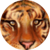 Jade Tiger